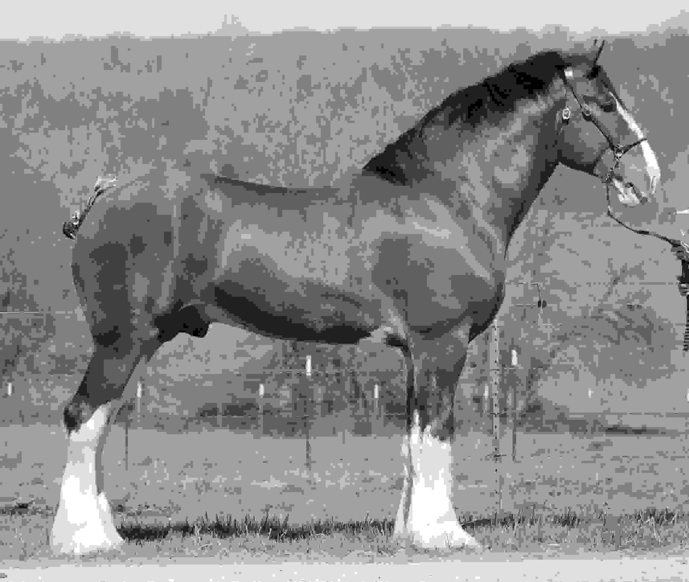 SEFClydesdales Soaring Eagle Farms